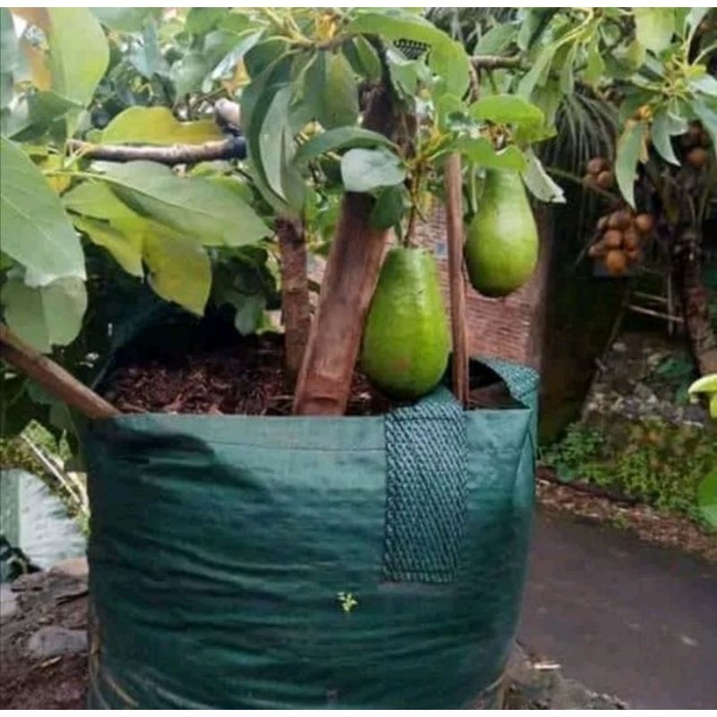 

[promo] bibit buah alpukat florida okulasi super unggul tambulapot berkualitas ukuran 30-80cm terlaris terlaris