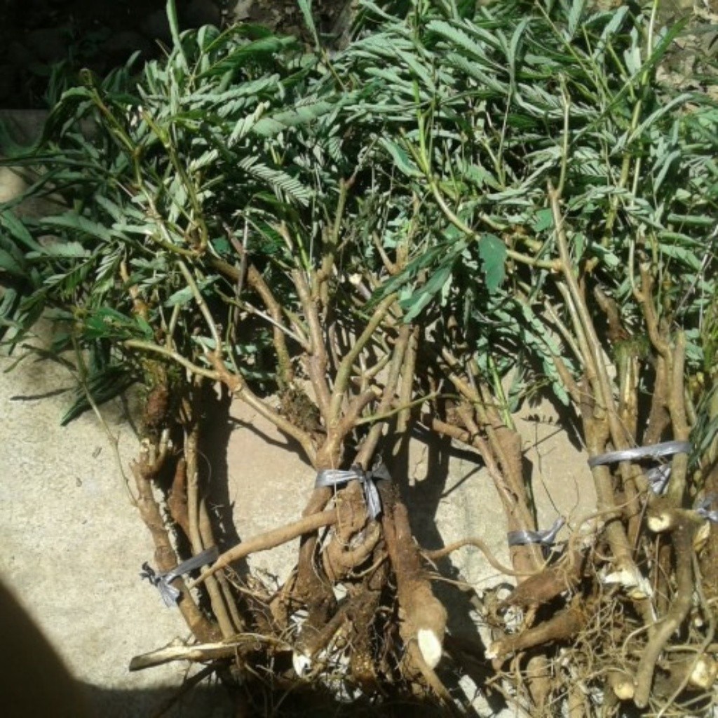 PROMO  Bibit Tanaman Kaliandra Pagoda Merah - Bibit Kaliandra