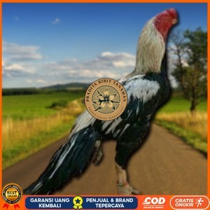 

telur ayam assel Parrot ori bisa untuk di tetaskan vertil PRADITA BIBIT TANAMAN