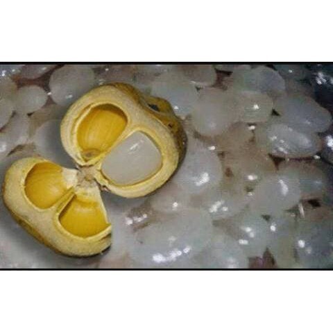 

New Promo 1KG KOLANG KALING MUDA TANPA PENGAWET 100% Langkaplancar Pangandaran