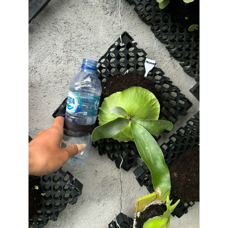 platycerium panama/simbar/hillii panama