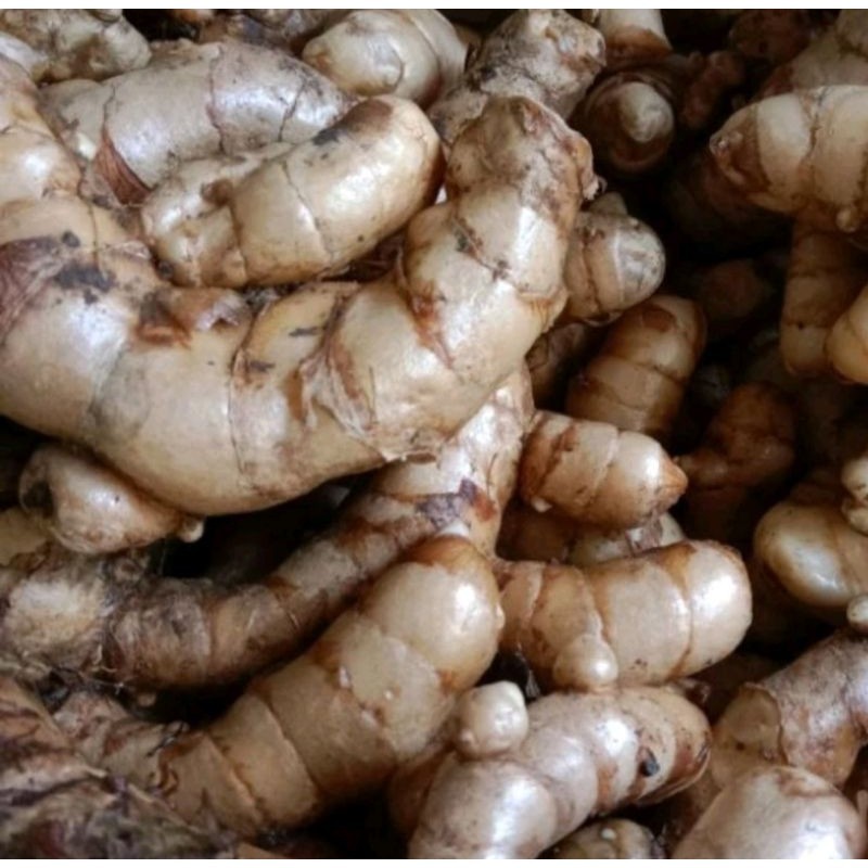 

kunyit putih curcuma. zedora. temu putih 1 kg , temu putih segar/fres
