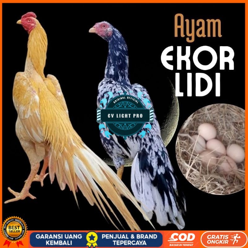

telur ayam ekor lidi asli original bisa untuk di tetaskan CV LIGHT PRO