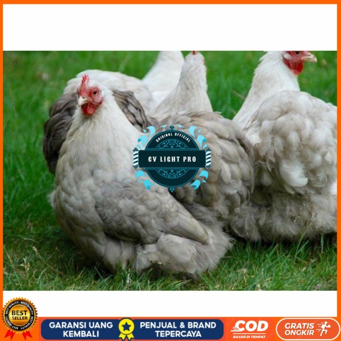 

Telur ayam hias bantam chocin fertil siap ditetaskan - bantam chocin CV LIGHT PRO