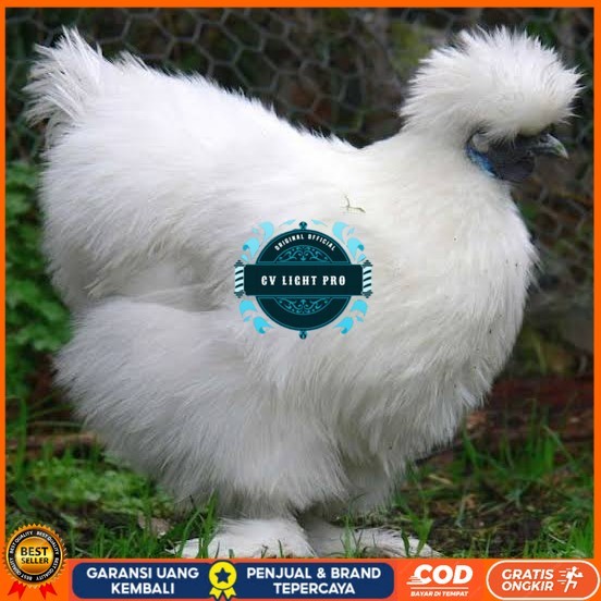 

Telur ayam kapas hias siap ditetaskan CV LIGHT PRO