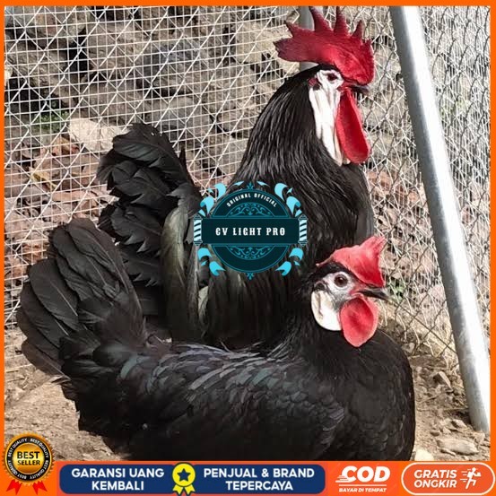 

Telur ayam white face spanish / telur ayam hias fertil siap cod CV LIGHT PRO