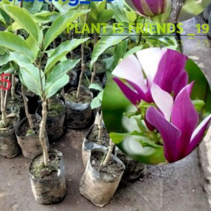 BIBIT KANTIL UNGU OKULASI TANAMAN BUNGA KANTIL UNGU