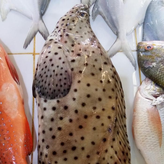 

Ikan Kerapu Tikus 500gr