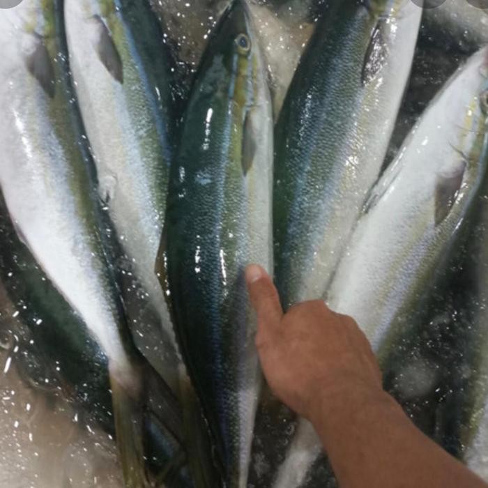 

Ikan Salem Sulir 500gr
