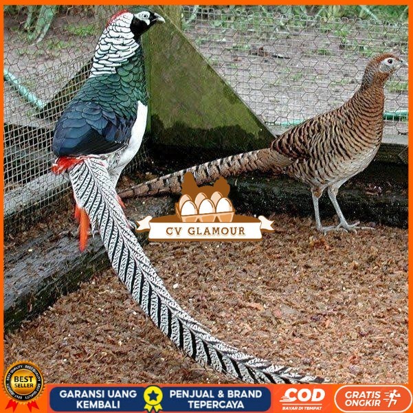 

Telur ayam hias ringneck lady amherst pheasant fertil untuk ditetaskan CV GLAMOUR