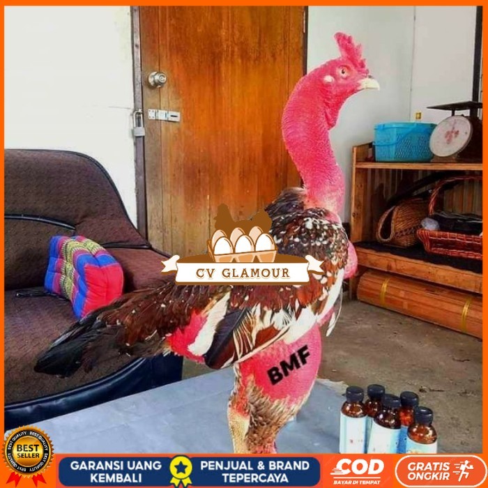 

telur ayam petarung saigon fertil siap ditetaskan - ayam saigon CV GLAMOUR