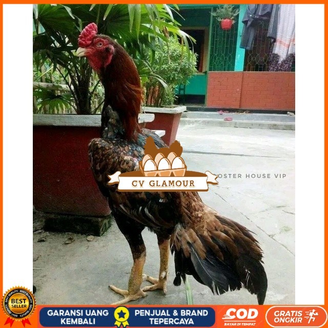 

telur tetas ayam aseel original berkualitas CV GLAMOUR