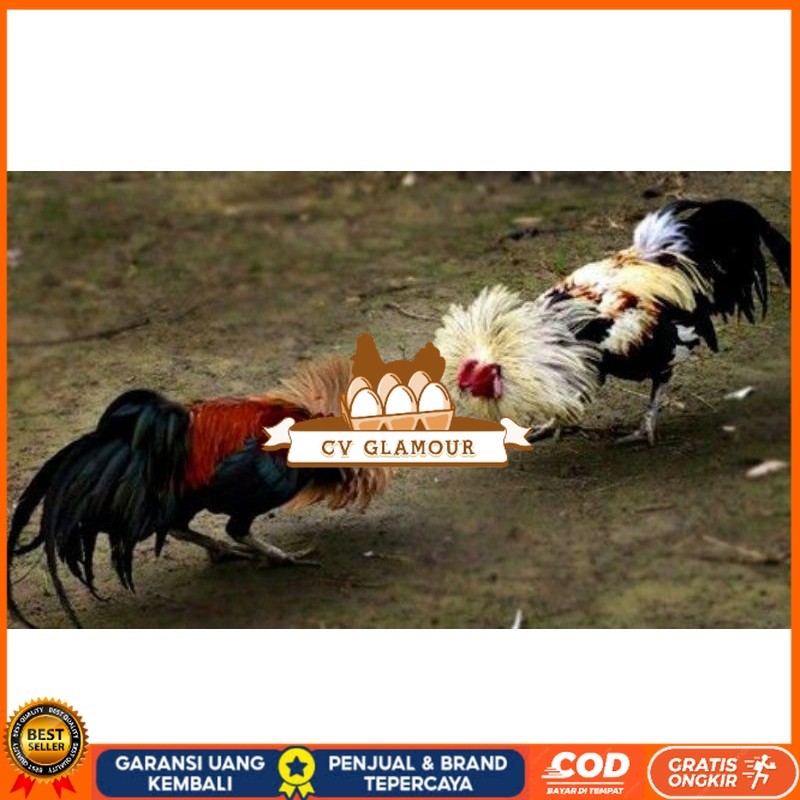 

3 BIJI TELUR PAMA PUKUL STROM promo keras CV GLAMOUR