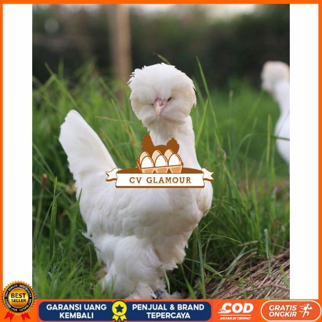 

Telur ayam hias sultan fertil siap ditetaskan Langsung CV GLAMOUR