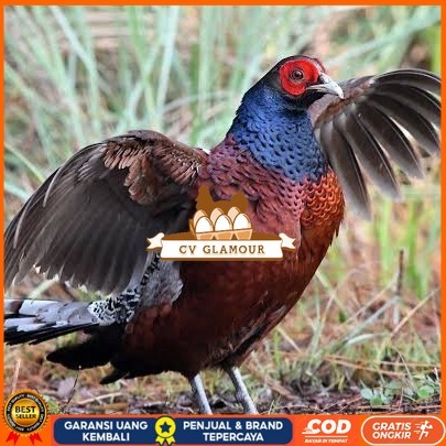

Telur ayam hias ringneck hume's pheasant fertil siap ditetaskan CV GLAMOUR