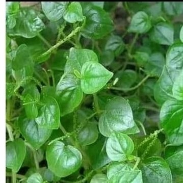 

. Daun sirih china. ketumpang 250 gram fres