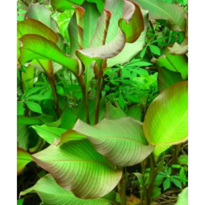 

Korehcok Daun Pucuk Umbi Ganyong Segar Jenis Merah dan Putih asli 100% (1ikat/100gr)