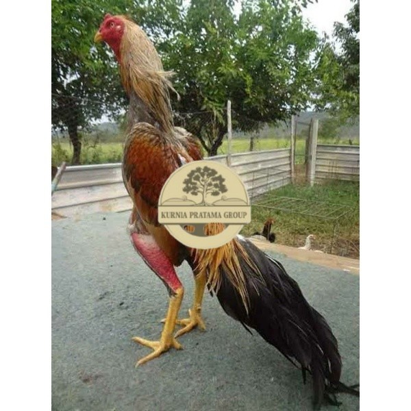 

TELUR AYAM BANGKOK WIRING SPEED UNTUK DI TETASKAN KURNIA PRATAMA GROUP