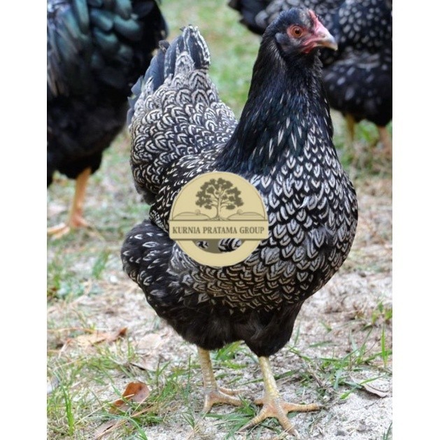 

TELUR AYAM KUP KAMPUNG UNGGUL PETELUR UNTUK DI TETASKAN KURNIA PRATAMA GROUP