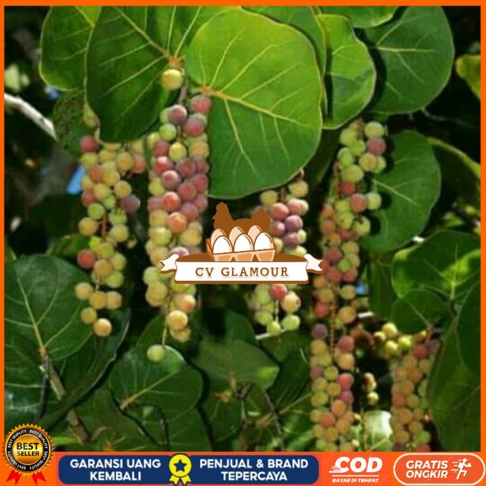 Bibit Tanaman Buah Anggur Laut/ Pohon Anggur Laut Langka Bibit Tanaman Super Unggul CV GLAMOUR