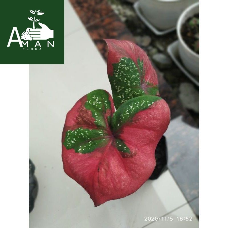 ` ( BISA COD )  Bibit Tanaman Hias Caladium Baret Merah / Anakan Keladi Baret Merah / Bunga Hias Kel