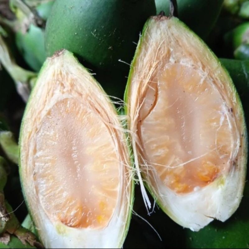 

Ready stok STAMINA HERBAL 1kg Buah Pinang Jambe Muda Segar