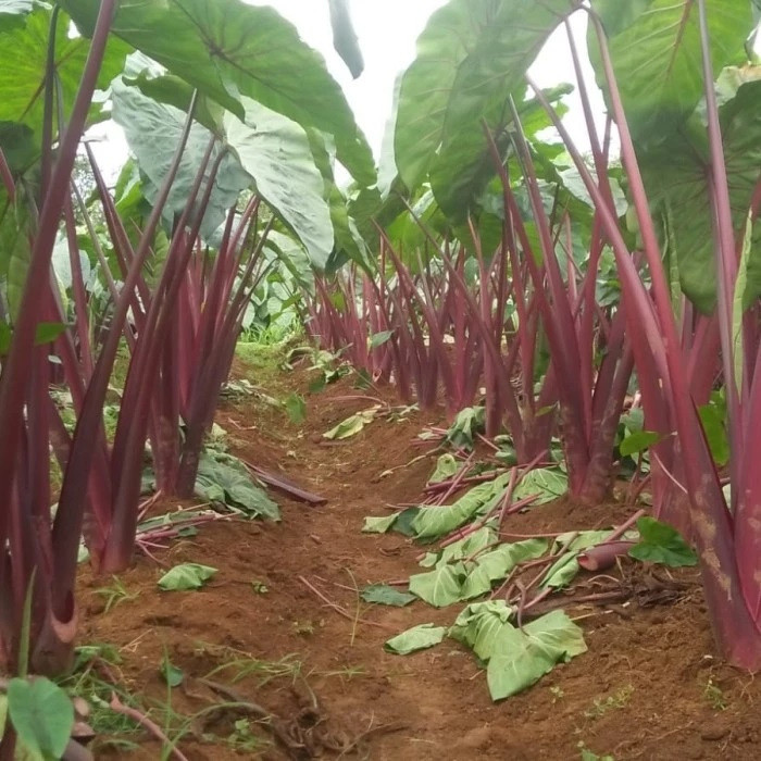 Bibit Talas Pratama 3/ Talas Bogor/ Talas Ungu (isi 100 bibit) Co