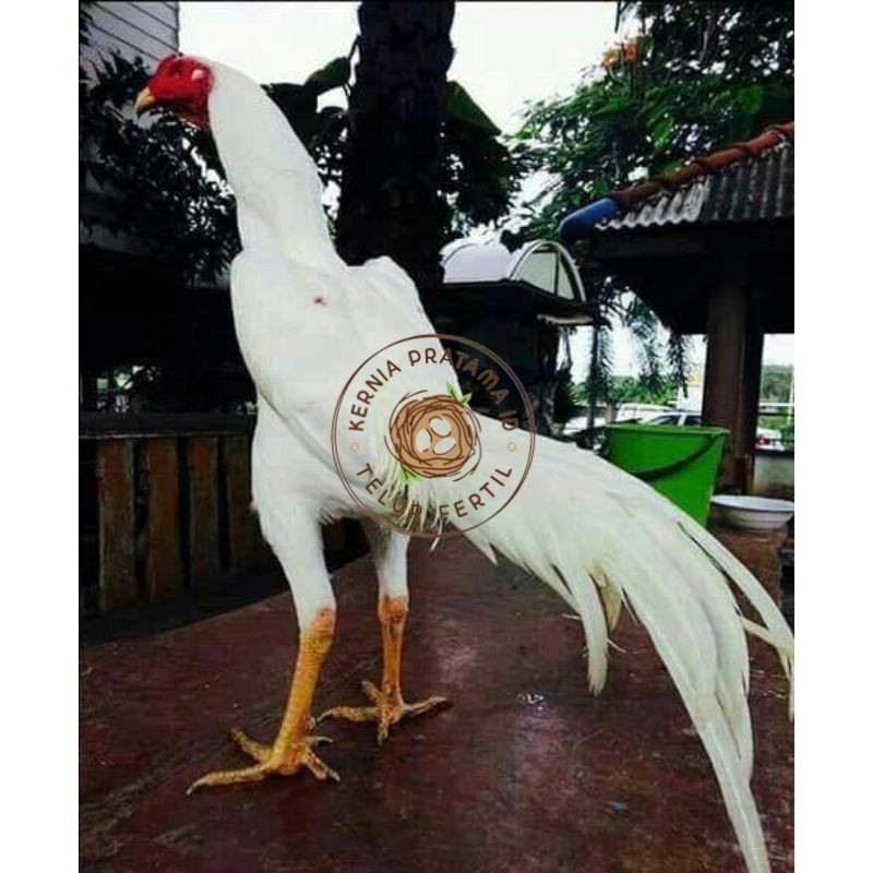 

EKOR LIDI PUTIH TELUR FERTIL KURNIA PRATAMA ID