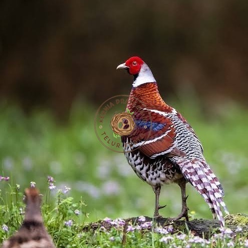 

Telur ayam hias ringneck elliot pheasant fertil bisa ditetaskan KURNIA PRATAMA ID