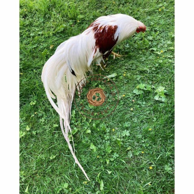 

Telur ayam hias yokohama fertil untuk ditetaskan Langsung KURNIA PRATAMA ID