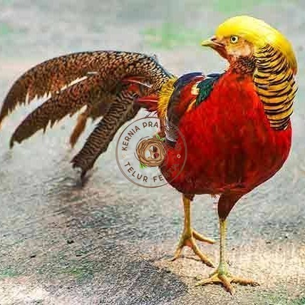 

telur ayam golden pheasant hias fertil asli siap ditetaskan - golden pheasant KURNIA PRATAMA ID