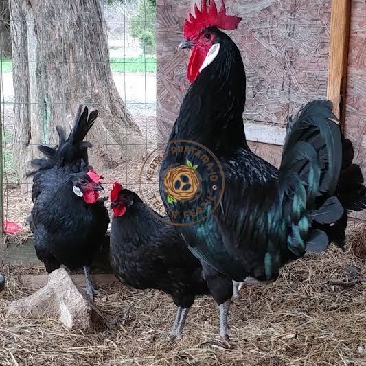 

Telur ayam white face spanish / telur ayam hias fertil siap kirim KURNIA PRATAMA ID