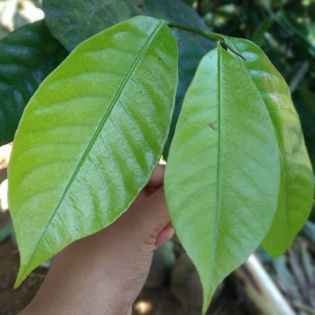 

Daun pala segar perlembar 20lembar