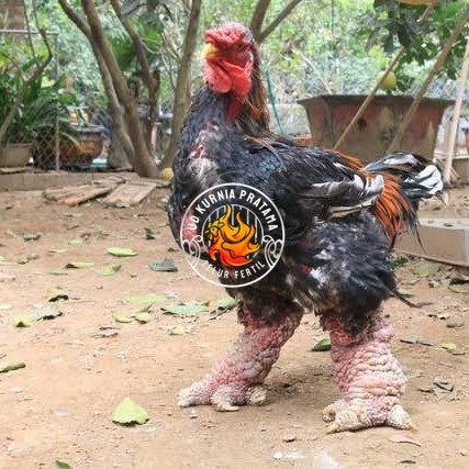 

Telur ayam dong tao / telur ayam hias / telur fertil siap kirim UD KURNIA PRATAMA