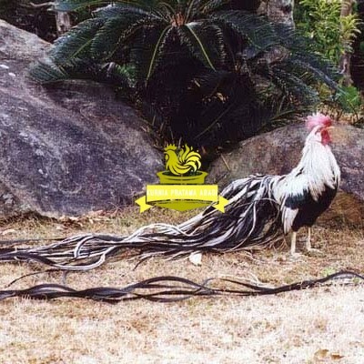 

Telur ayam hias onagadori ekor panjang fertil asli siap ditetaskan - ayam onagadori KURNIA PRATAMA ABADI