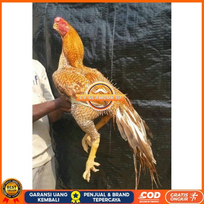 

TELUR PHAKOY MURAH FRESH FERTIL original berkualitas CV GLAMOUR ID