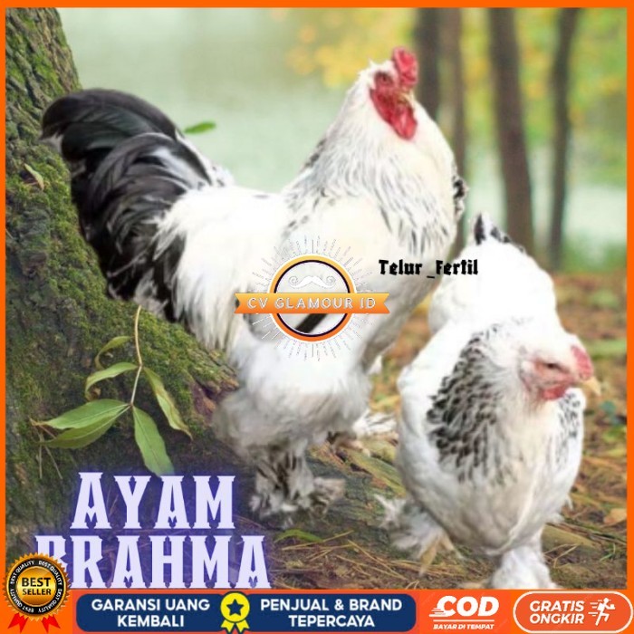 

telur ayam brahma asli bisa untuk di tetaskan vertil original berkualitas CV GLAMOUR ID