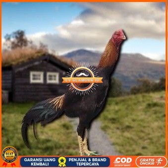 

telur tetas ayam shamo petarung CV GLAMOUR ID