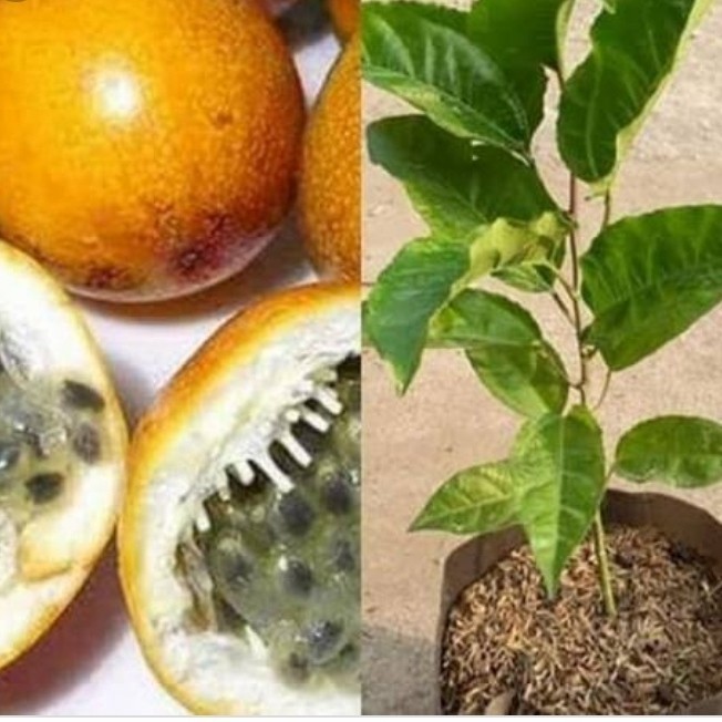 

Ready stok New paket 10 tanaman markisa siap tanam ukuran 20~30cm