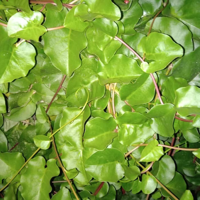 

OHI daun binahong segar 500grm KC