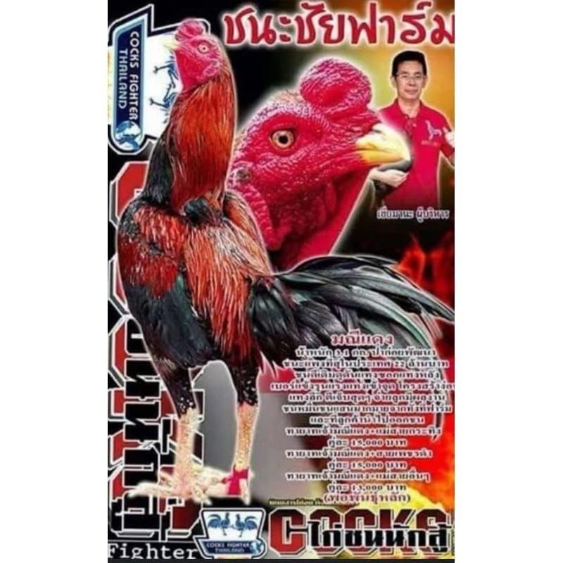 

Telur fertil ayam pakhoy trah maneedaeng / COD UD NAFII FARM ID