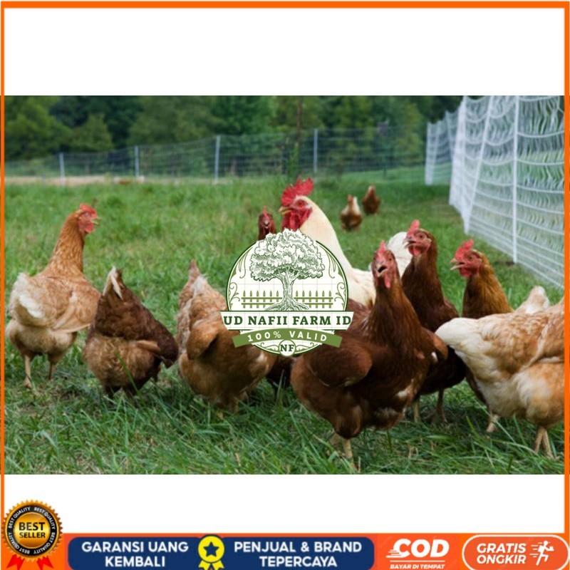 

TELUR AYAM RAS PETELUR TANGGUH UNTUK DI TETASKAN UD NAFII FARM ID