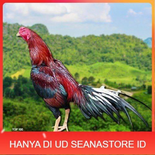 

TELUR AYAM EKOR LIDI KELABU (TERLARIS) UD SEANASTORE ID