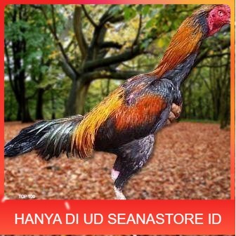 

Telur Ayam Pakhoy Jumbo Vertil Siap Di Tetaskan Jaminan Super Oiginal Bergaransi vertil UD SEANASTORE ID