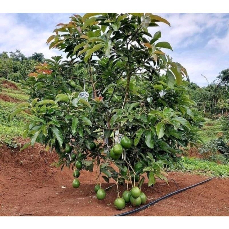 

[promo] bibit buah alpokat super okulasi berkualitas terlaris terlaris