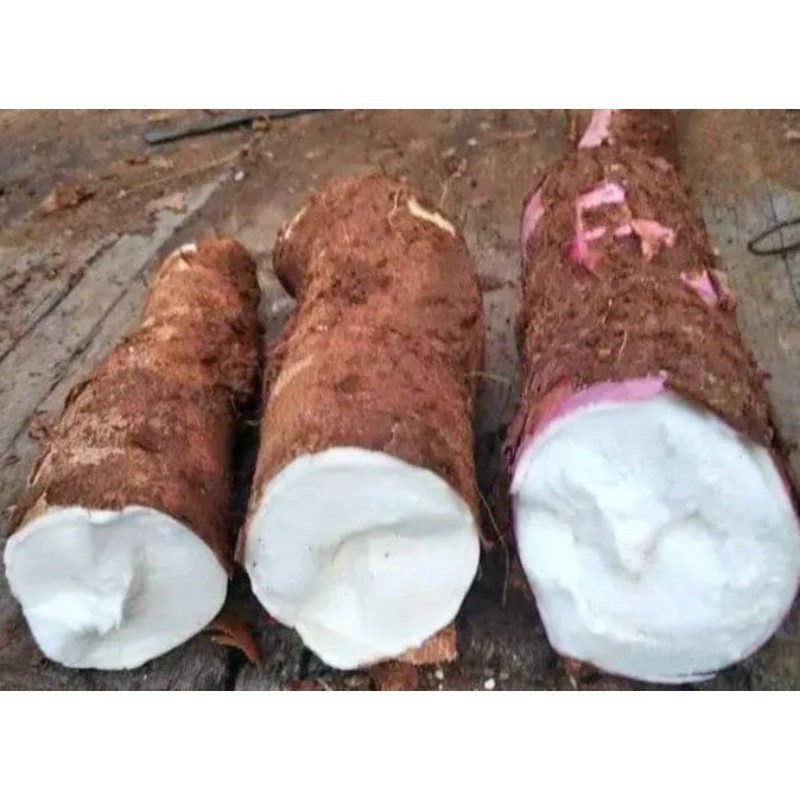 

Singkong pulen 1kilo