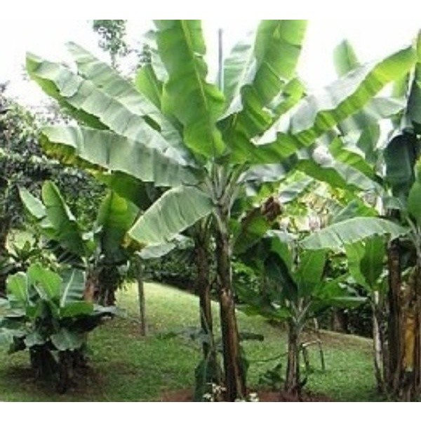 

Gelaskosong11 Promo Akar Pohon Pisang Segar 500 gram SA