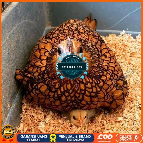 

Telur ayam serama kate batik kanada telur ayam hias fertil siap cod CV LIGHT PRO
