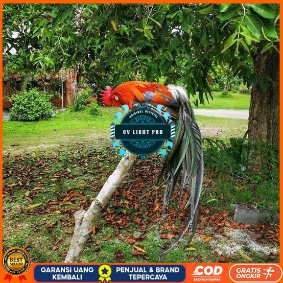 

Telur ayam phoenix onagadori / telur ayam hias fertil siap cod CV LIGHT PRO