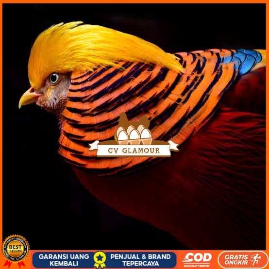 

Telur ayam ringneck golden pheasant telur ayam hias fertil siap kirim CV GLAMOUR